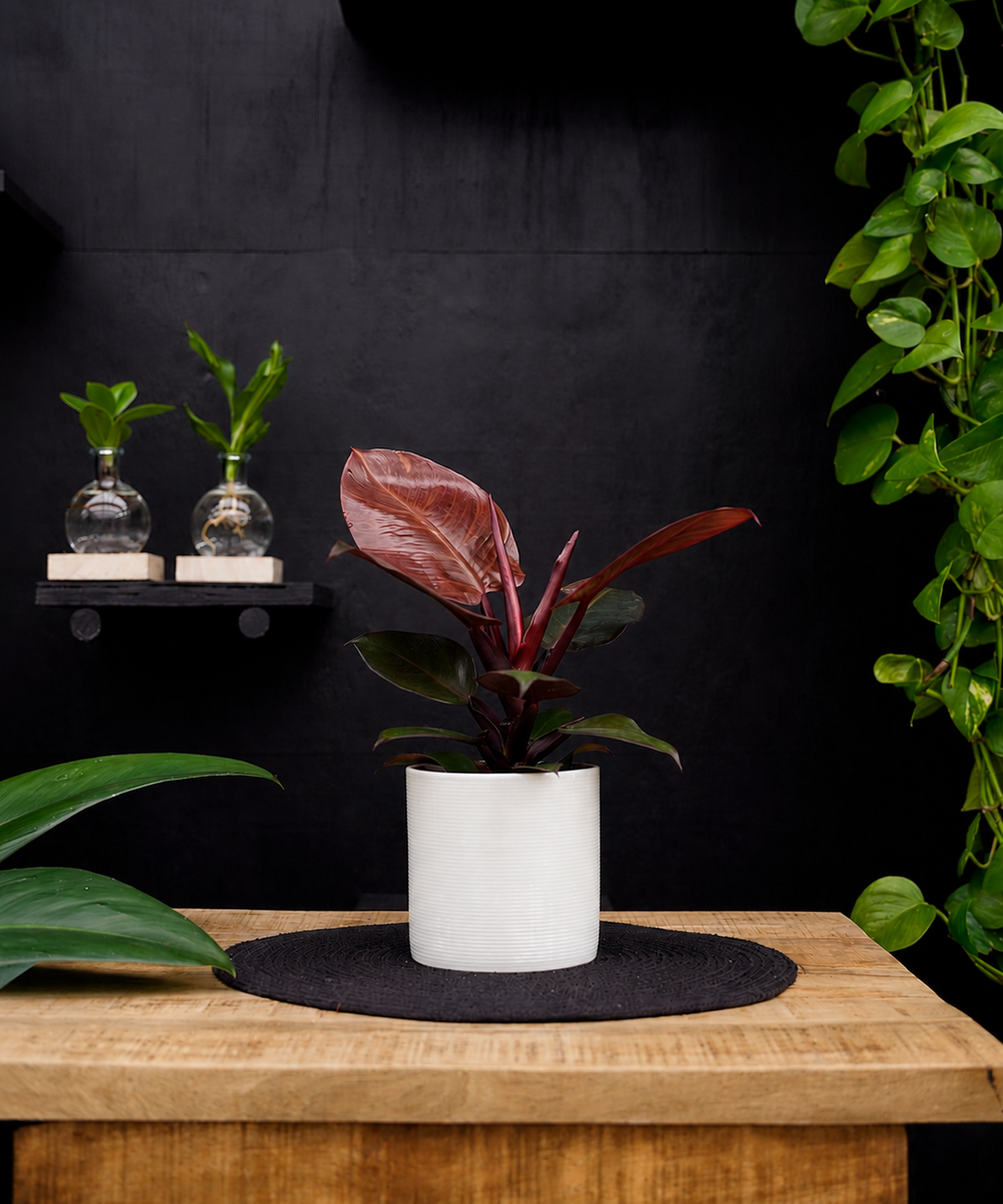 Philodendron Sunlight | 30cm | met pot naar keuze