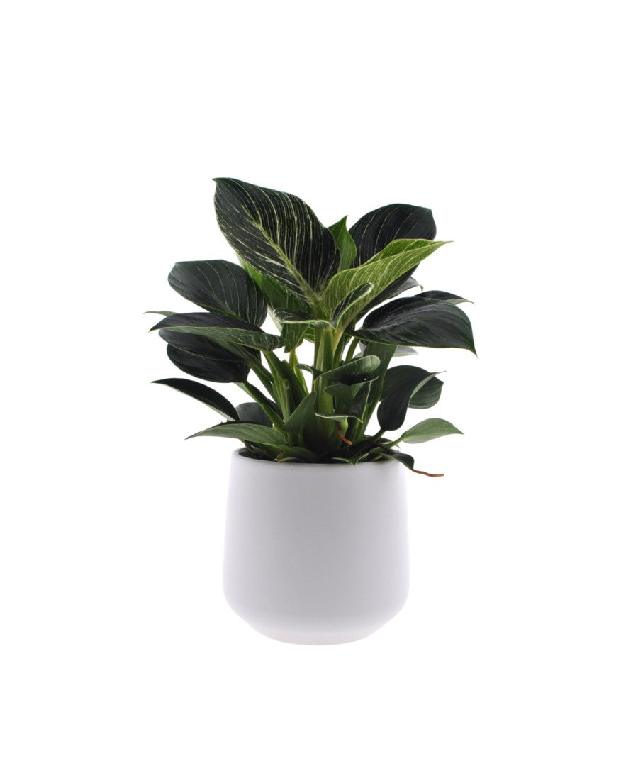 Philodendron White Wave | 30cm | met pot naar keuze