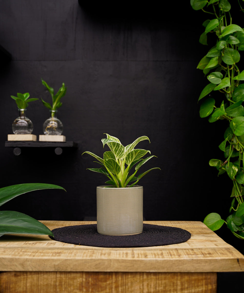 Philodendron White Wave | 30cm | met pot naar keuze