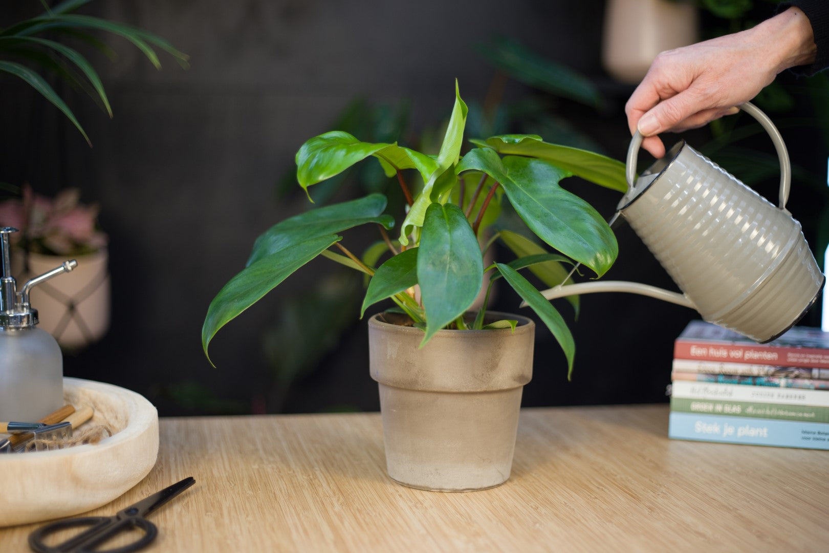 Philodendron watergeven