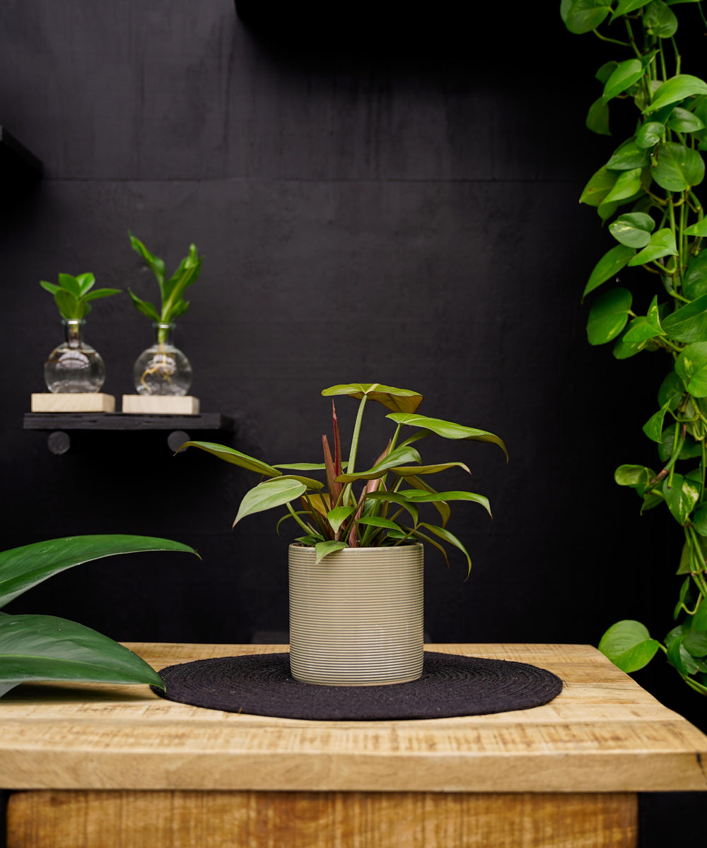 Philodendron Summer Glory | 35cm | met pot naar keuze