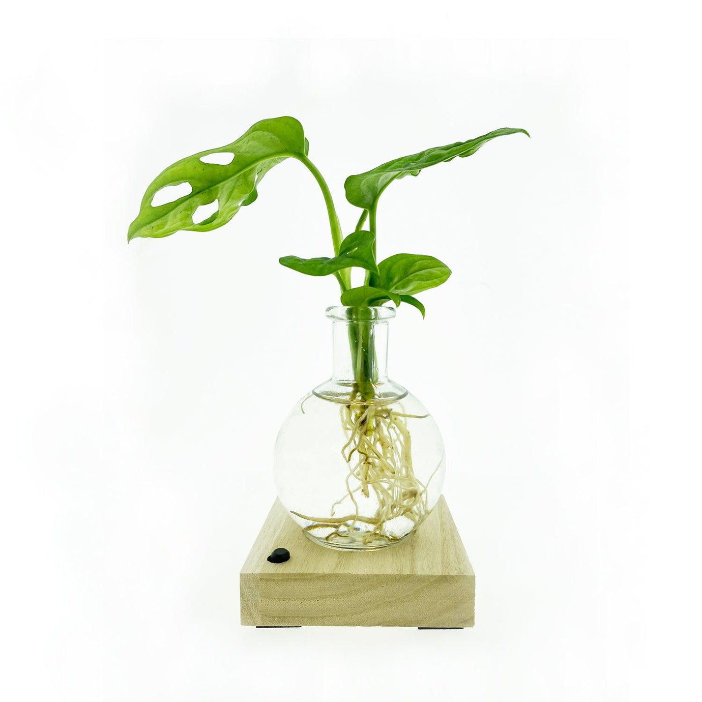 Samoa Monstera Plant op Water