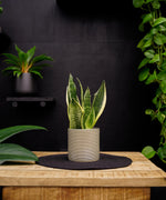 Sansevieria | 35cm | met pot naar keuze