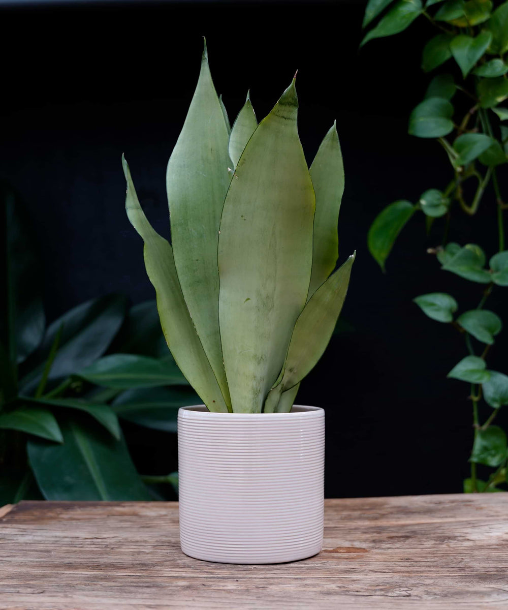 Sansevieria Moonshine | 40cm | met pot naar keuze