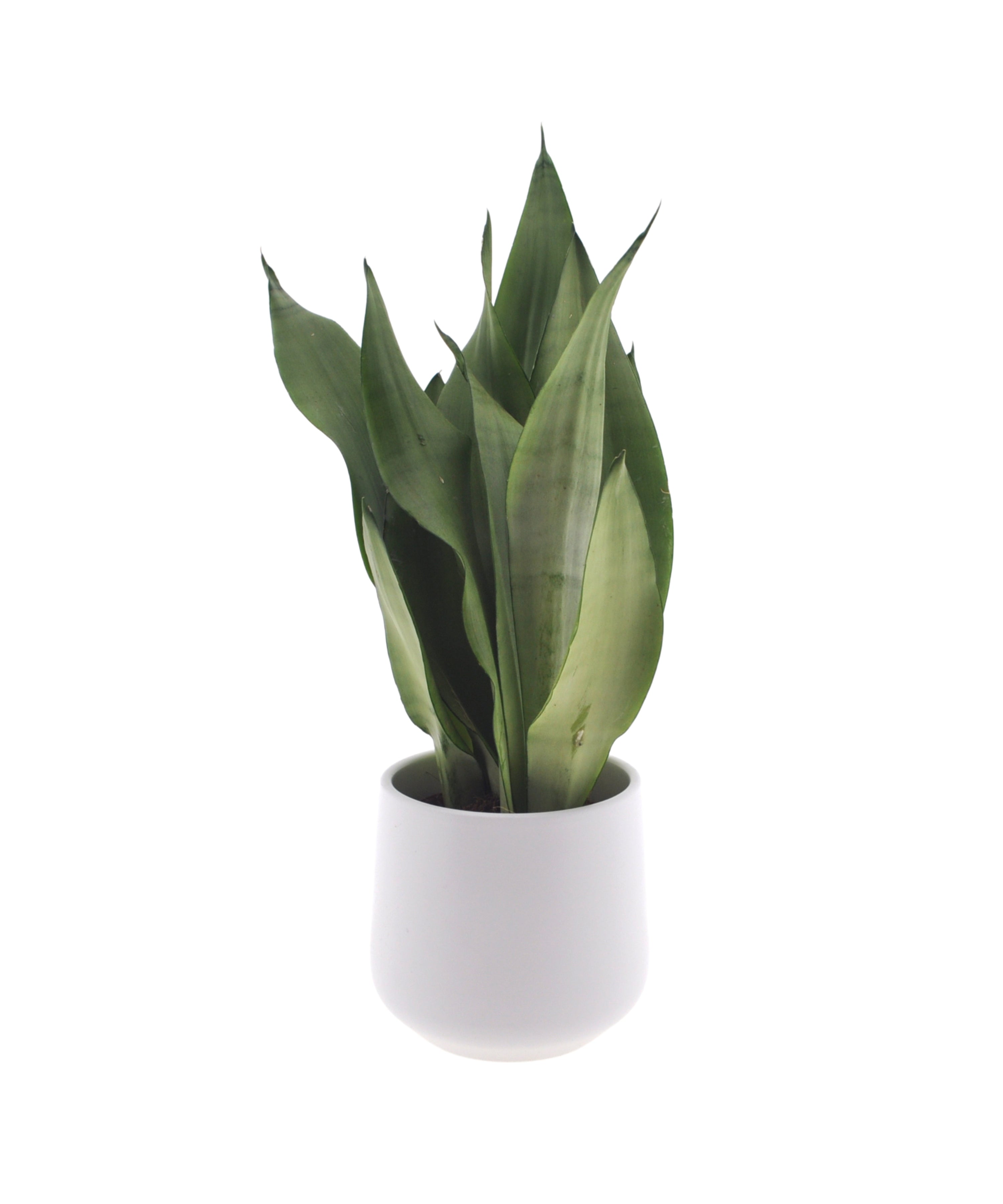 Sansevieria Moonshine | 40cm | met pot naar keuze
