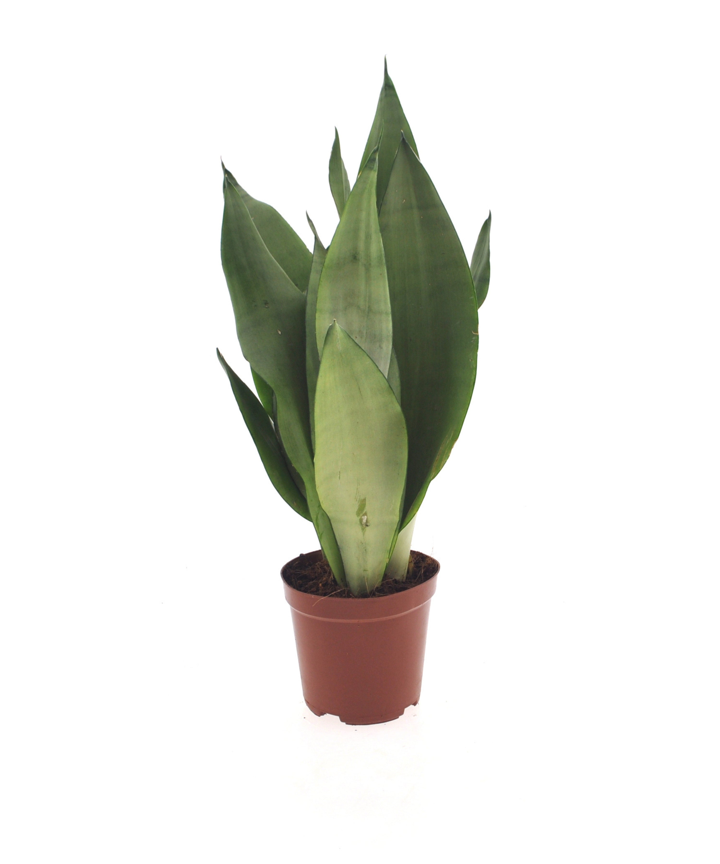 Sansevieria Moonshine | 40cm | met pot naar keuze