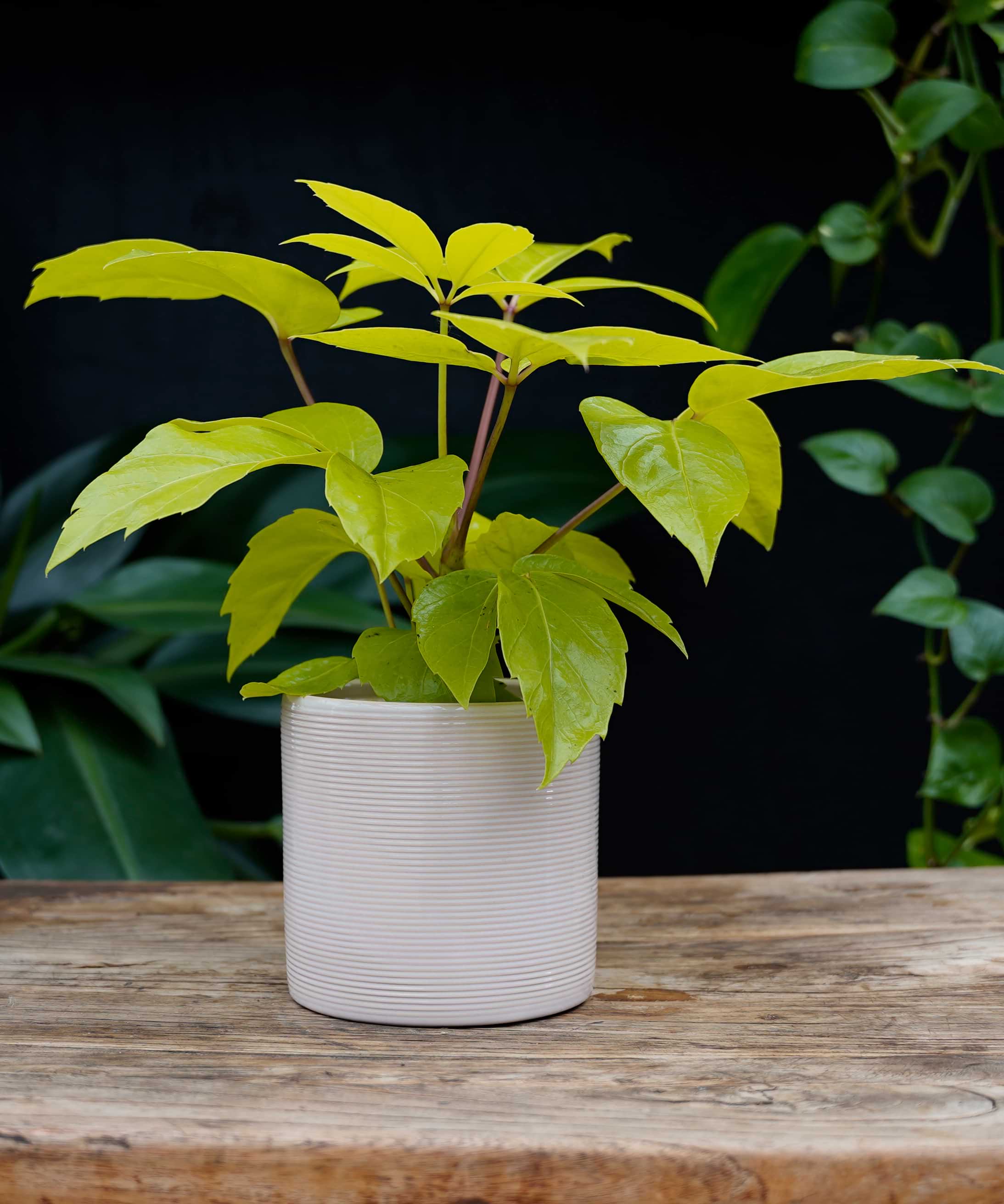 Schefflera Amate Golden | 30cm | met pot naar keuze