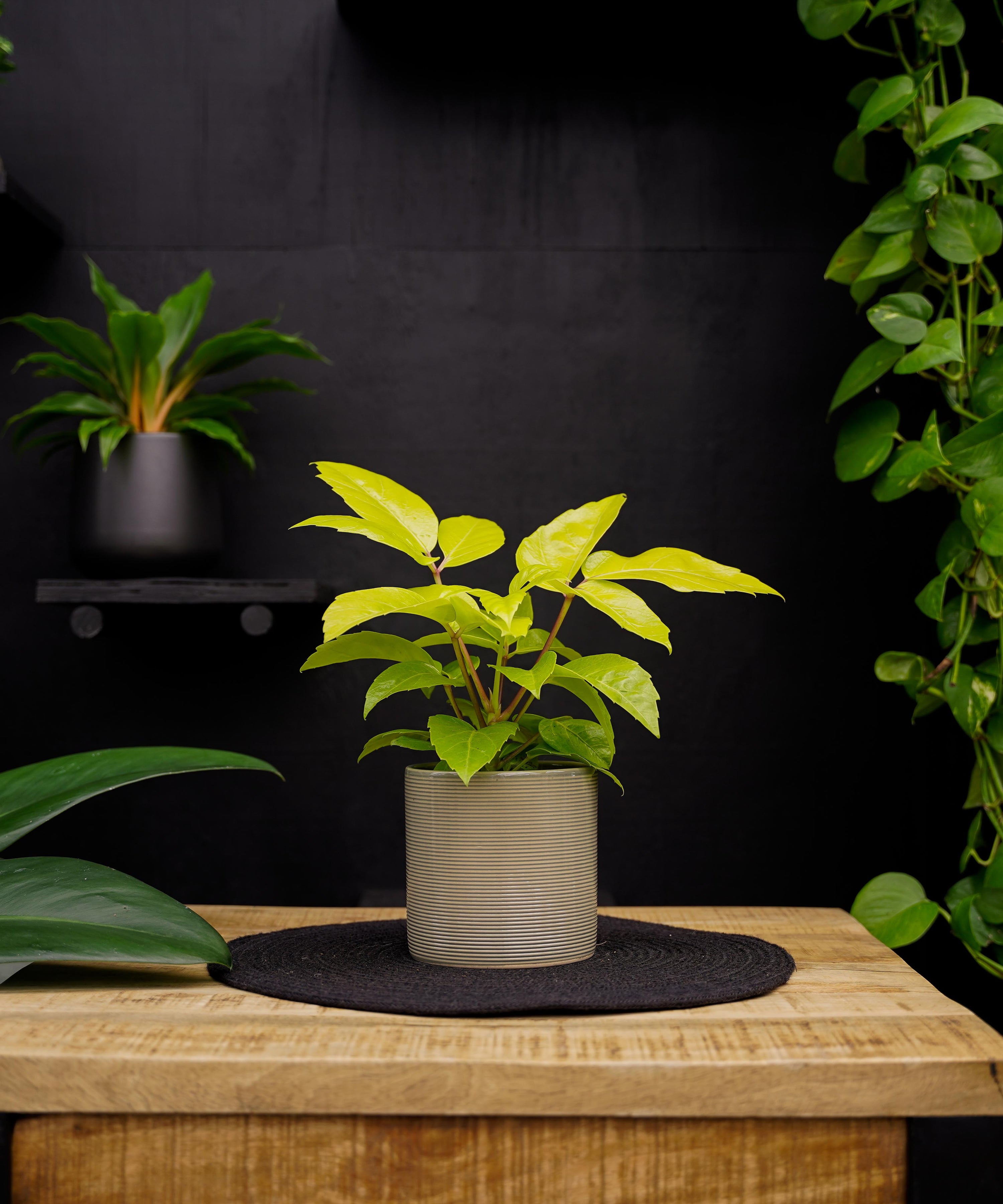 Schefflera Amate Golden | 30cm | met pot naar keuze