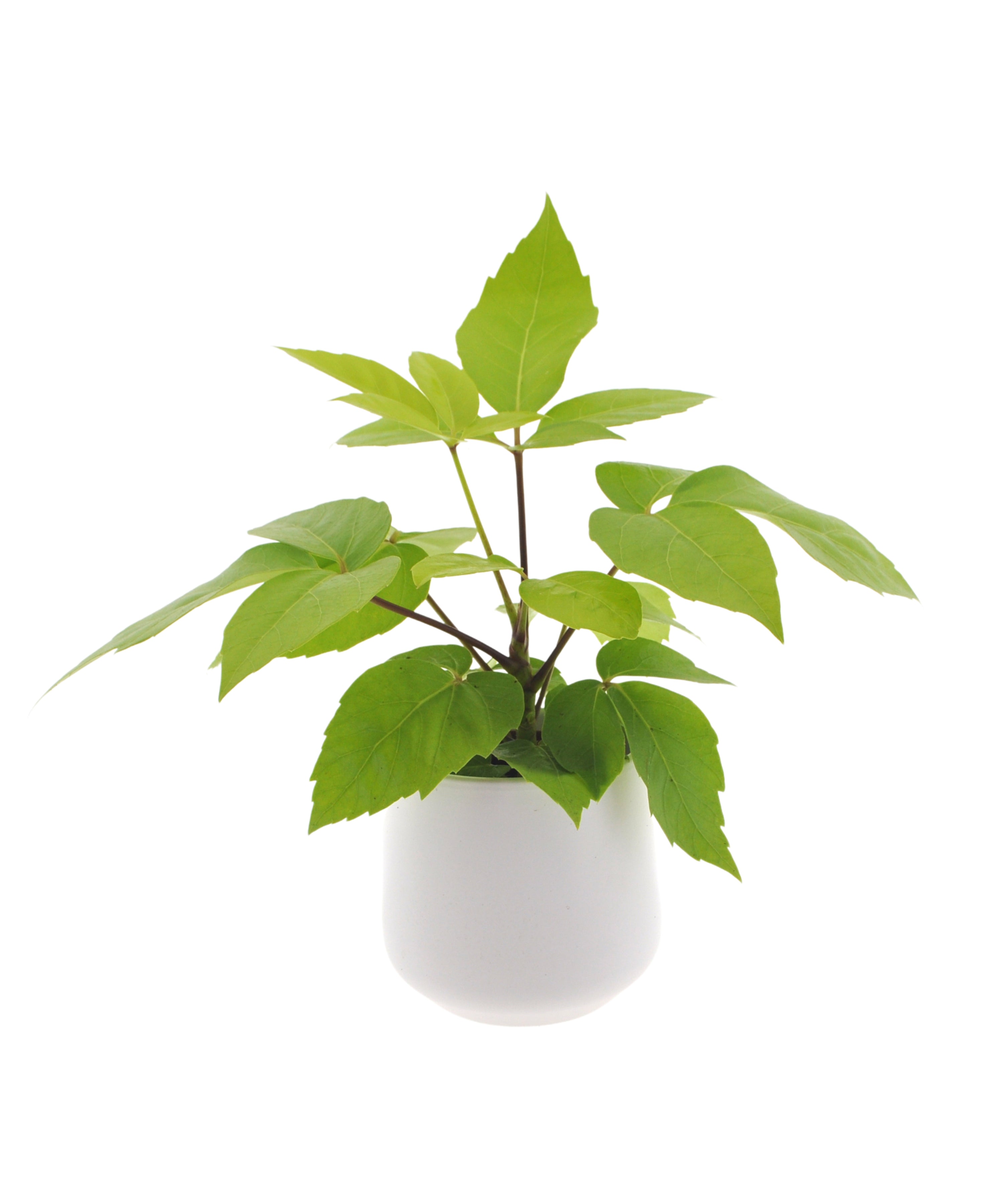 Schefflera Amate Golden | 30cm | met pot naar keuze
