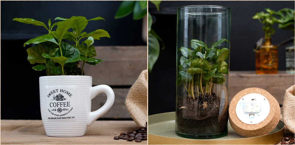 Voordeelbundel Coffea | Koffieplant | Coffea Arabica in koffiemok | Coffea Arabica | Luma Flora