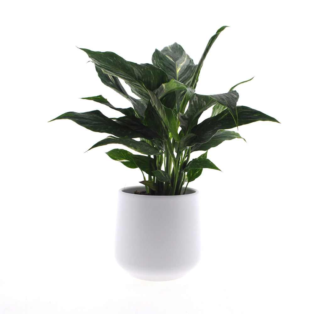 Spathiphyllum Diamond | Lepelplant 40cm | inclusief witte keramieken pot | Jungle