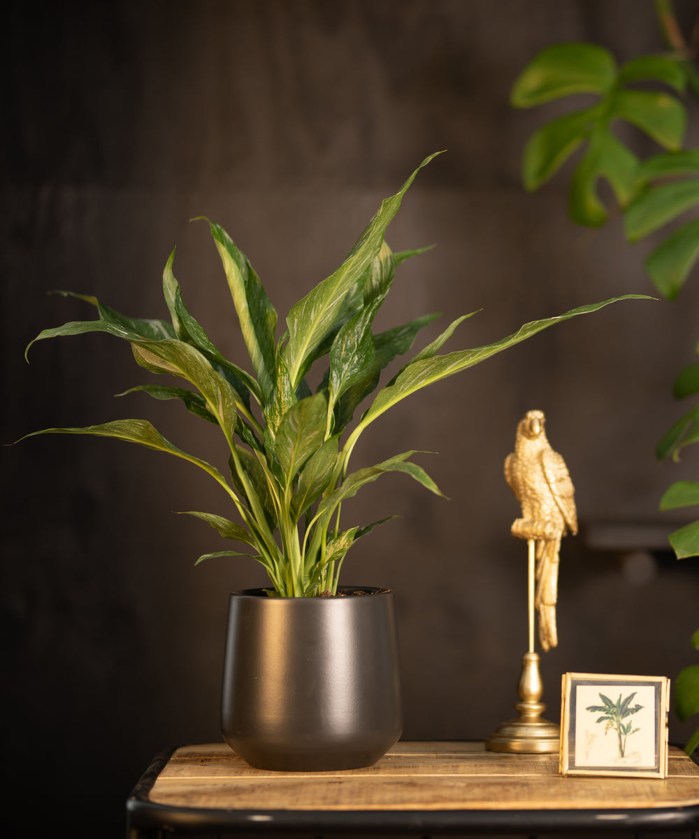 Spathiphyllum Diamond | Lepelplant 40cm | inclusief witte keramieken pot | Jungle