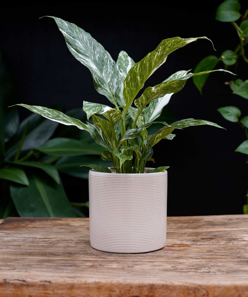 Spathiphyllum Diamond | Lepelplant 40cm | met pot naar keuze