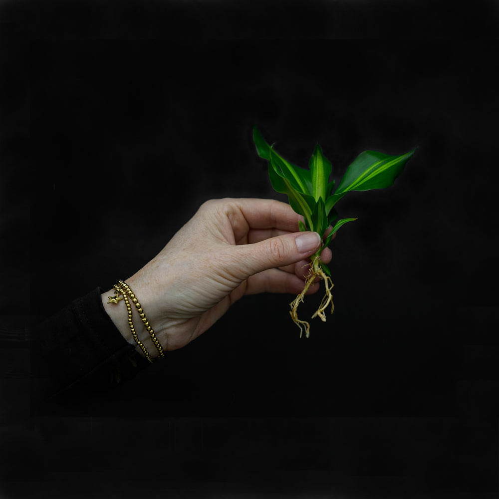 Stekje in water | Dracena | Small