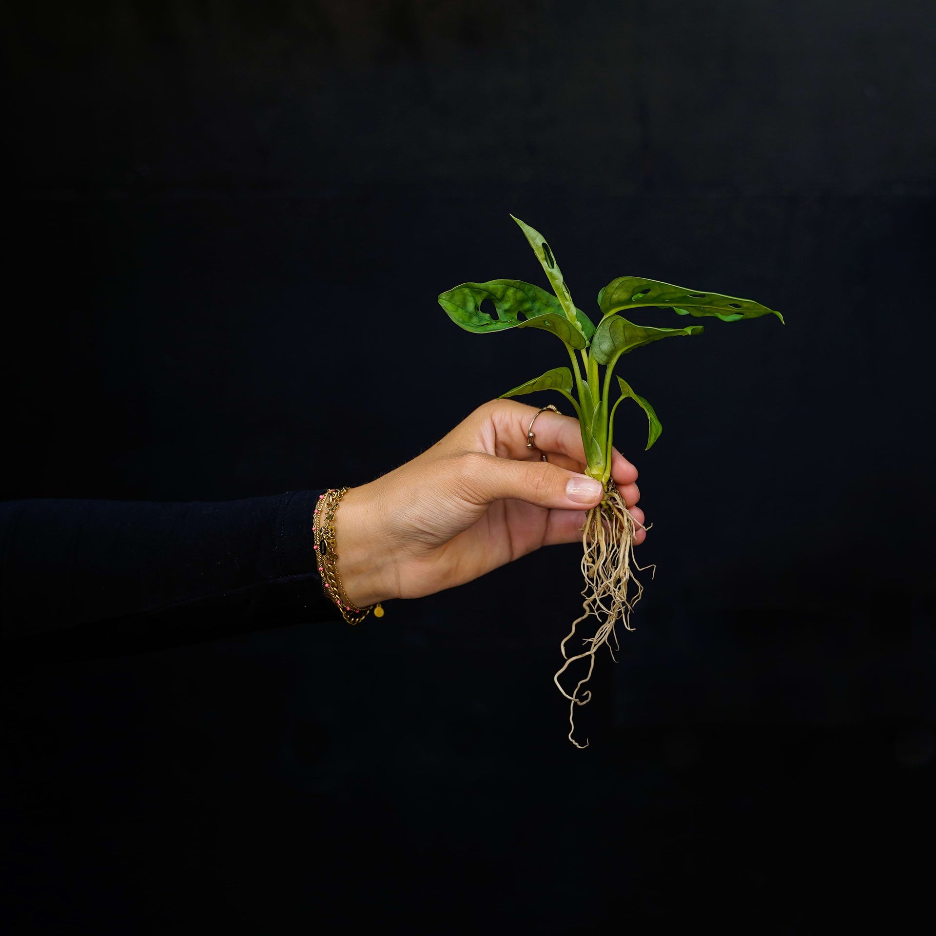 Stekje Monstera