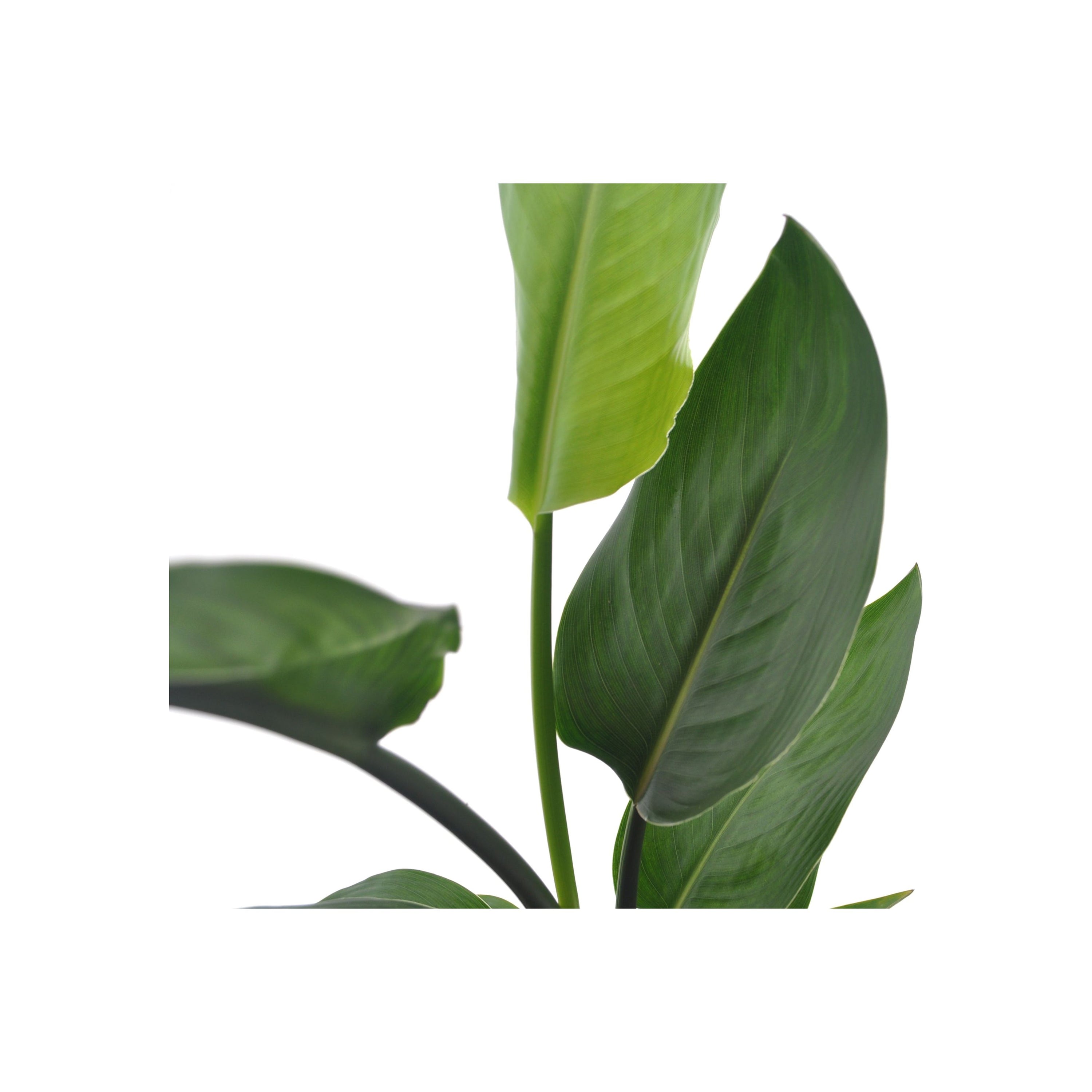 Strelitzia | Paradijsvogelplant | 35cm | incl. witte keramieken pot