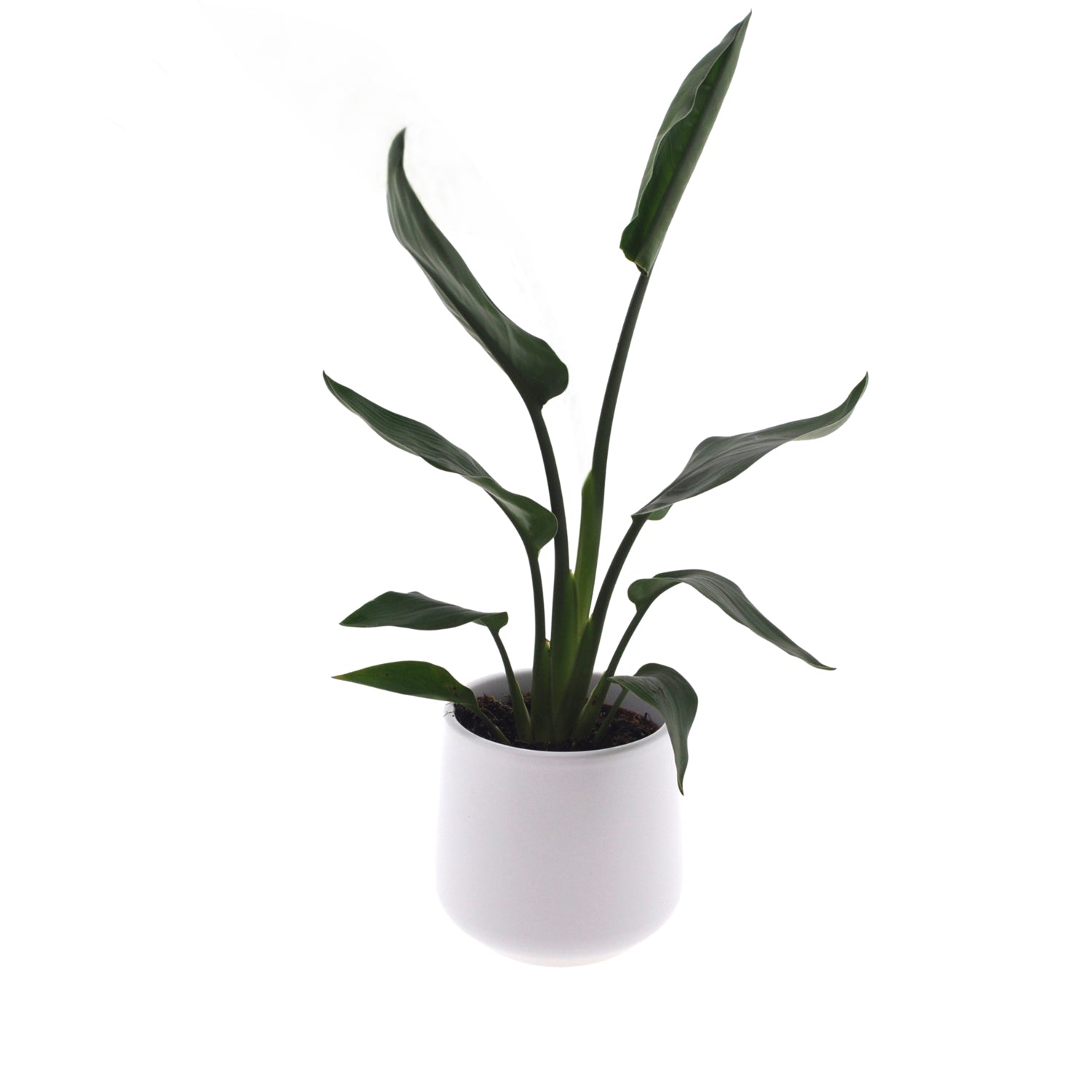 Strelitzia | Paradijsvogelplant | 35cm | incl. witte keramieken pot