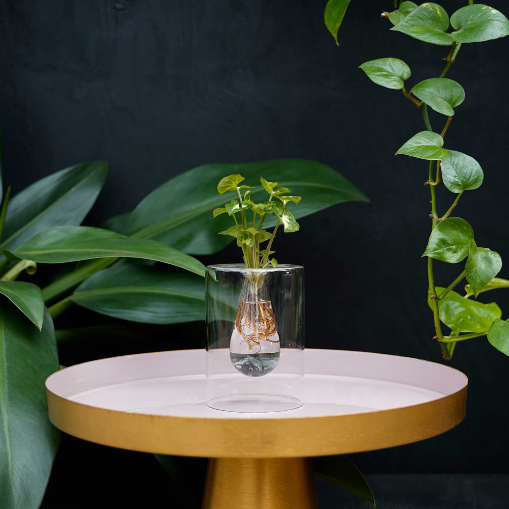 Intenz Sydney druppel Syngonium Pixie