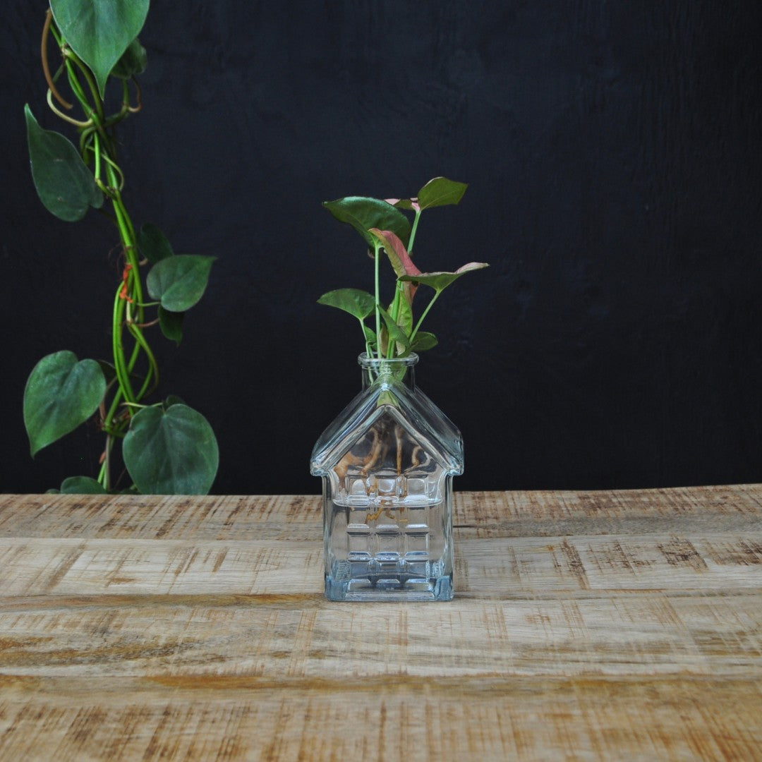 INTENZ® | OSLO | Glazen huisvaasje met plant op water | stek keuze