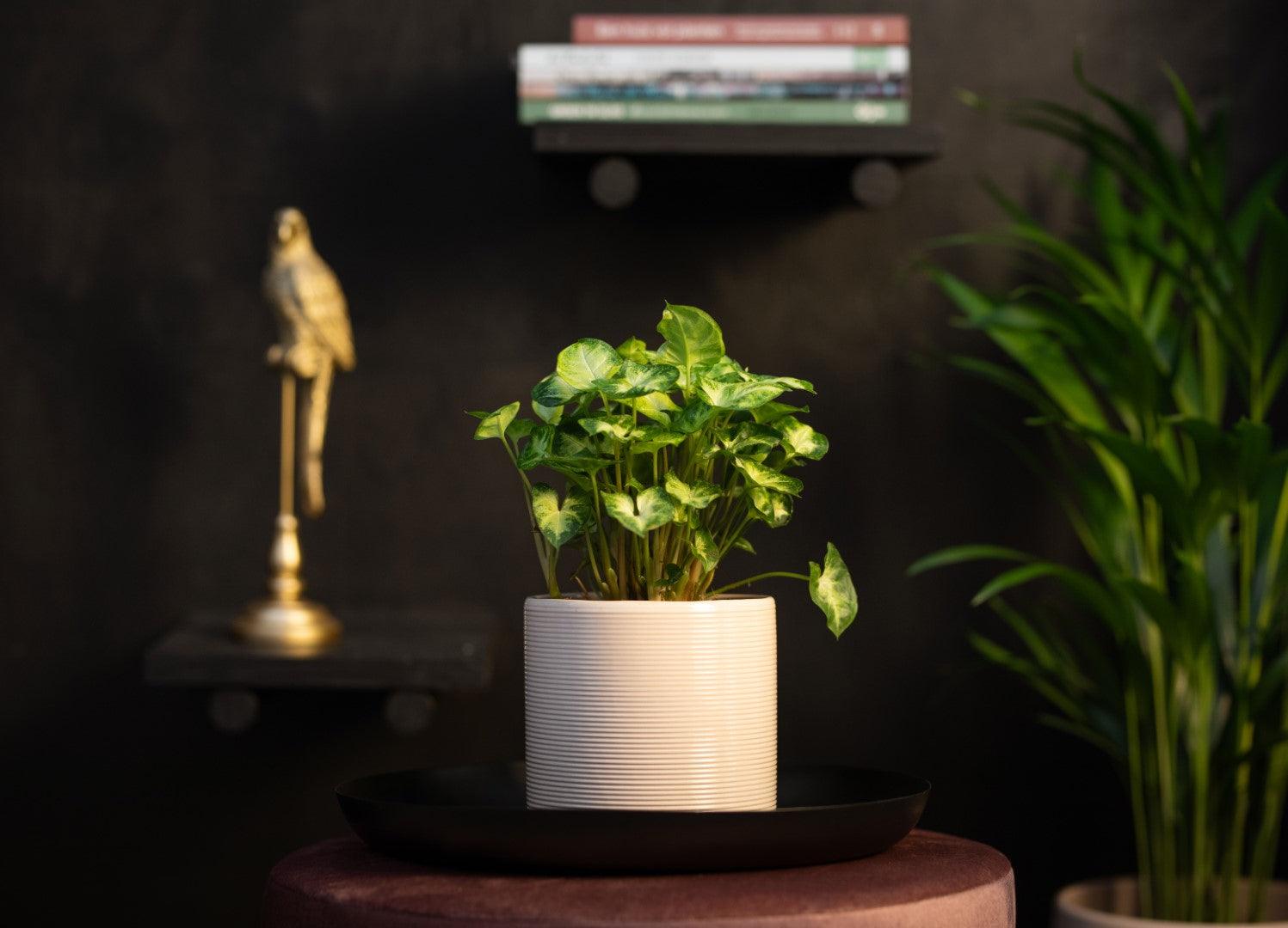 Syngonium | Pixie | 30cm | incl. white ceramic pot