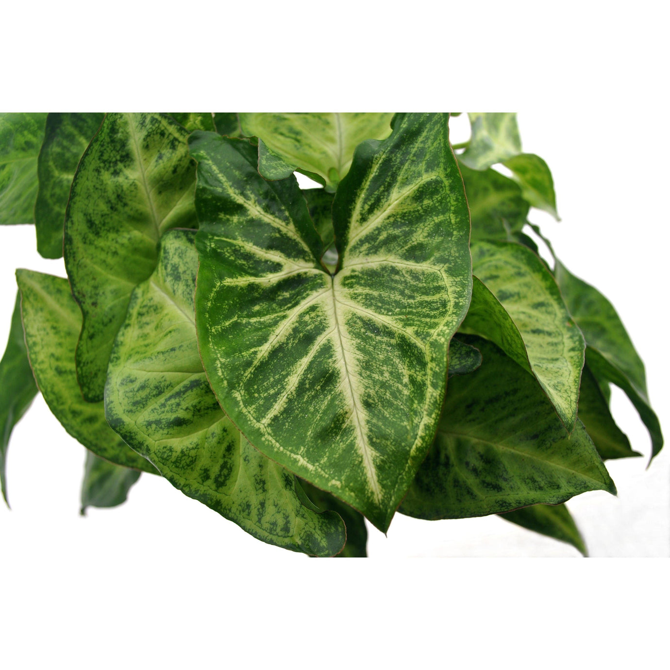 Syngonium Arrow blad
