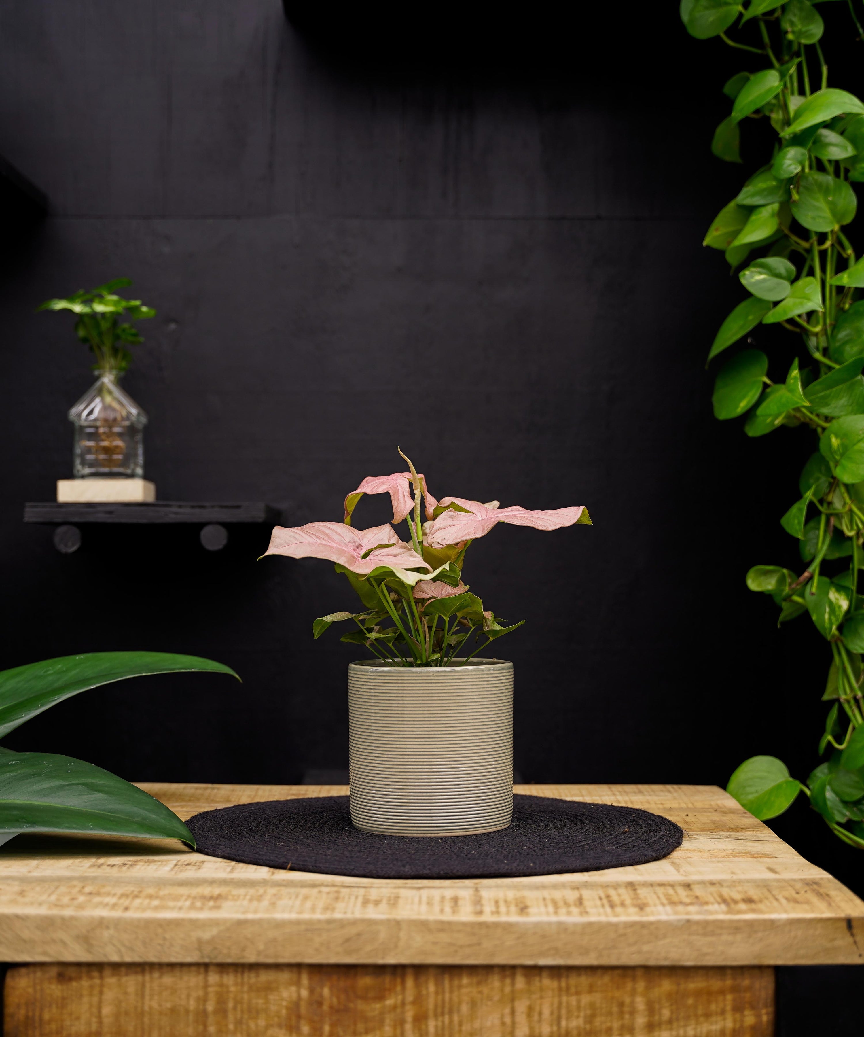 Syngonium | Neon | 30cm | met pot naar keuze