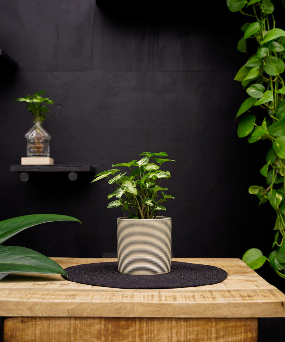 Syngonium | Pixie | 30cm | met pot naar keuze