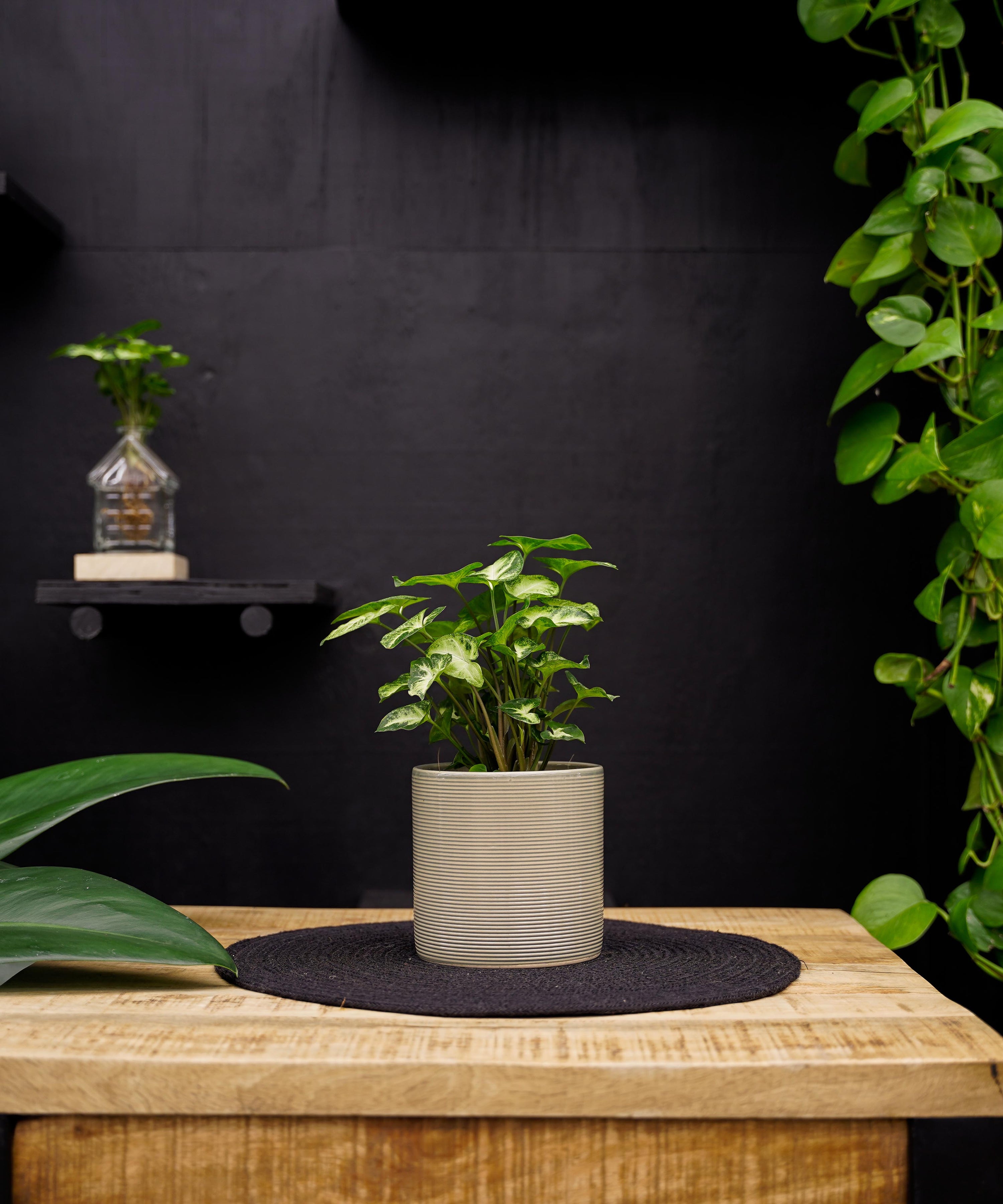 Syngonium | Pixie | 30cm | met pot naar keuze