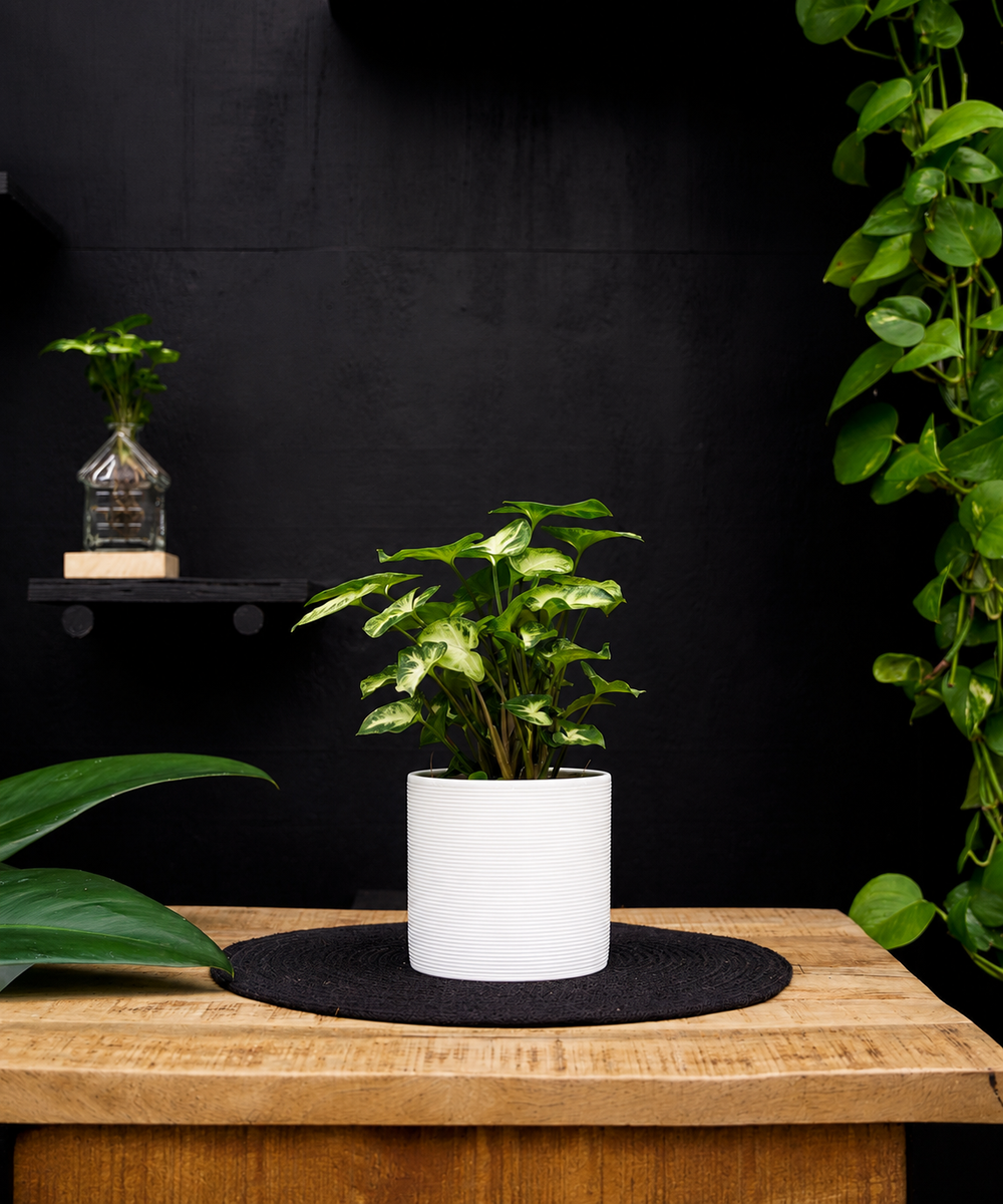 Syngonium | Pixie | 30cm | met pot naar keuze