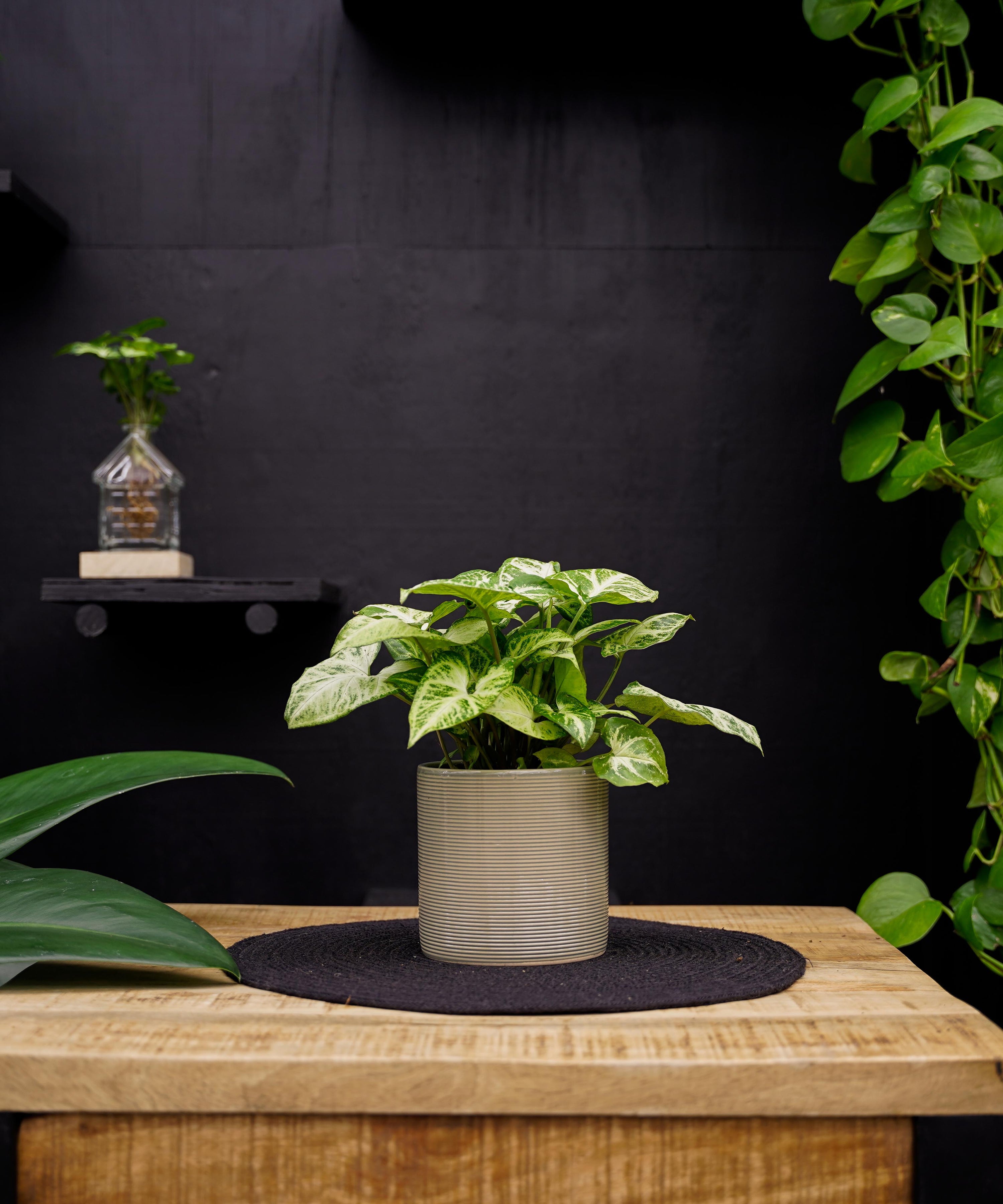 Syngonium | Arrow | 30cm | met pot naar keuze