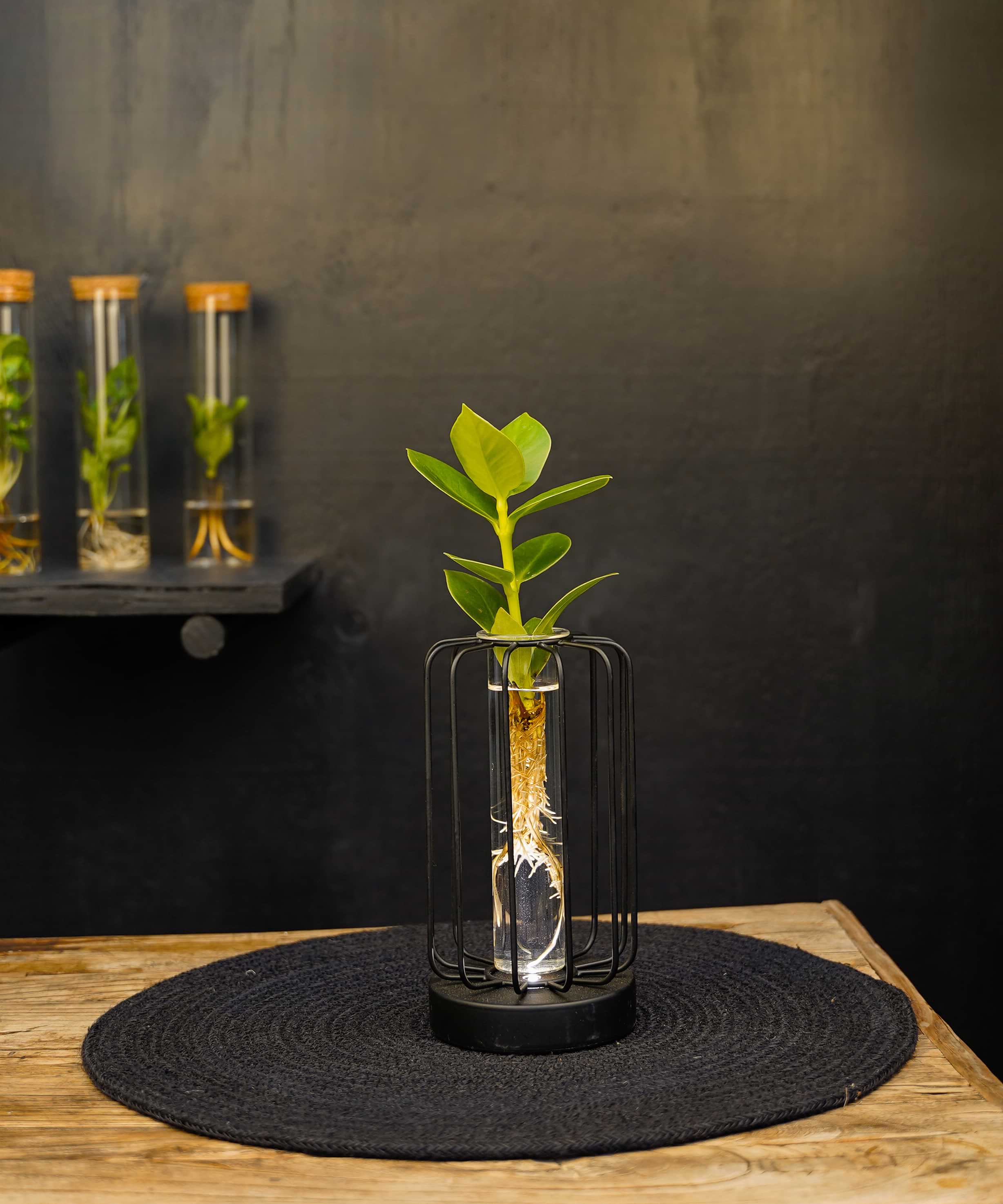 Turijn | lichtplantje | Hydroponie | mix & match | per stuk