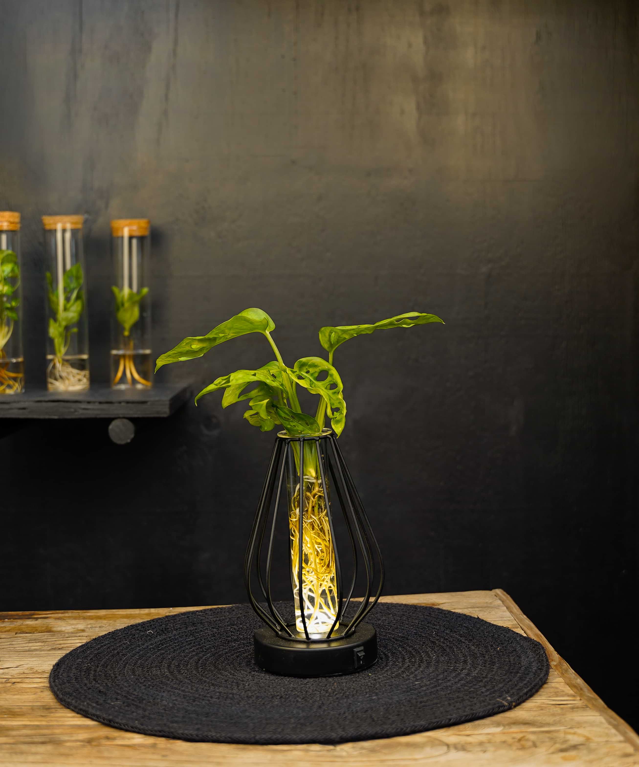 Turijn | lichtplantje | Hydroponie | mix & match | per stuk