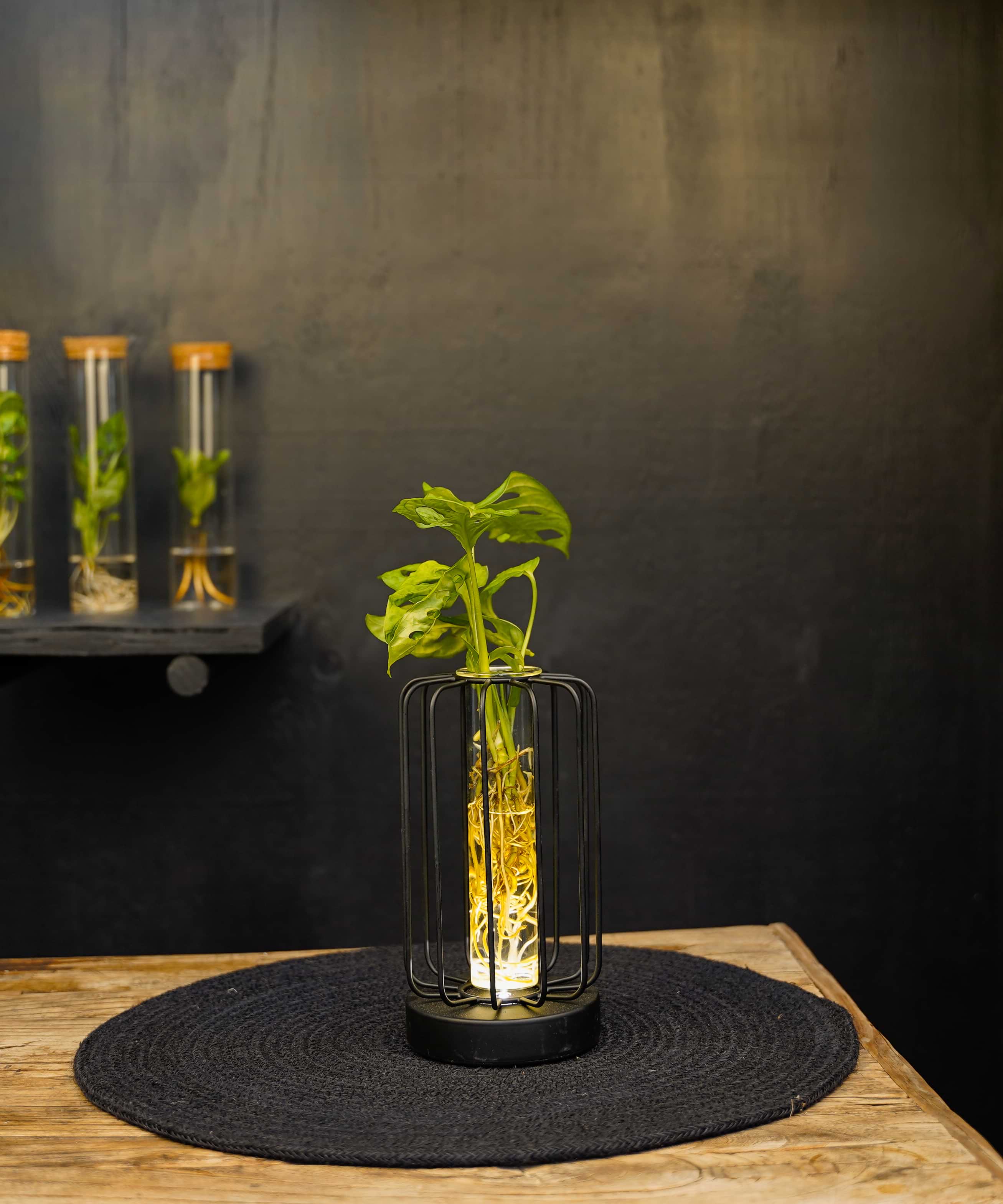 Turijn | lichtplantje | Hydroponie | mix & match | per stuk