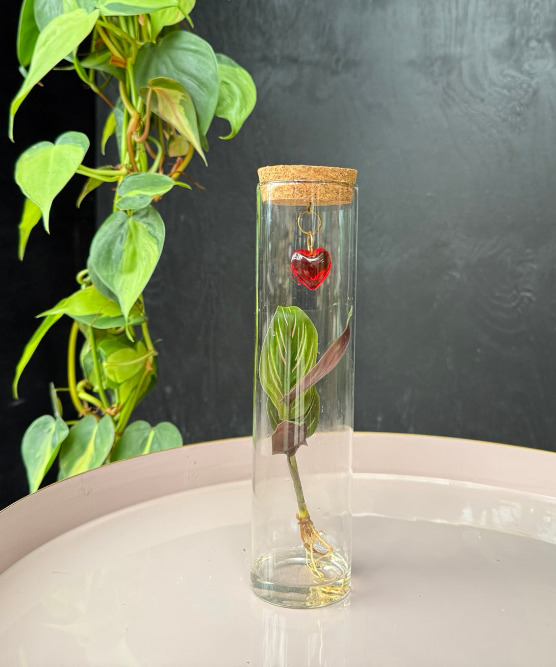 Valentijn Tube – speciale editie | Tubes | plant in glas | stek naar keuze | per stuk