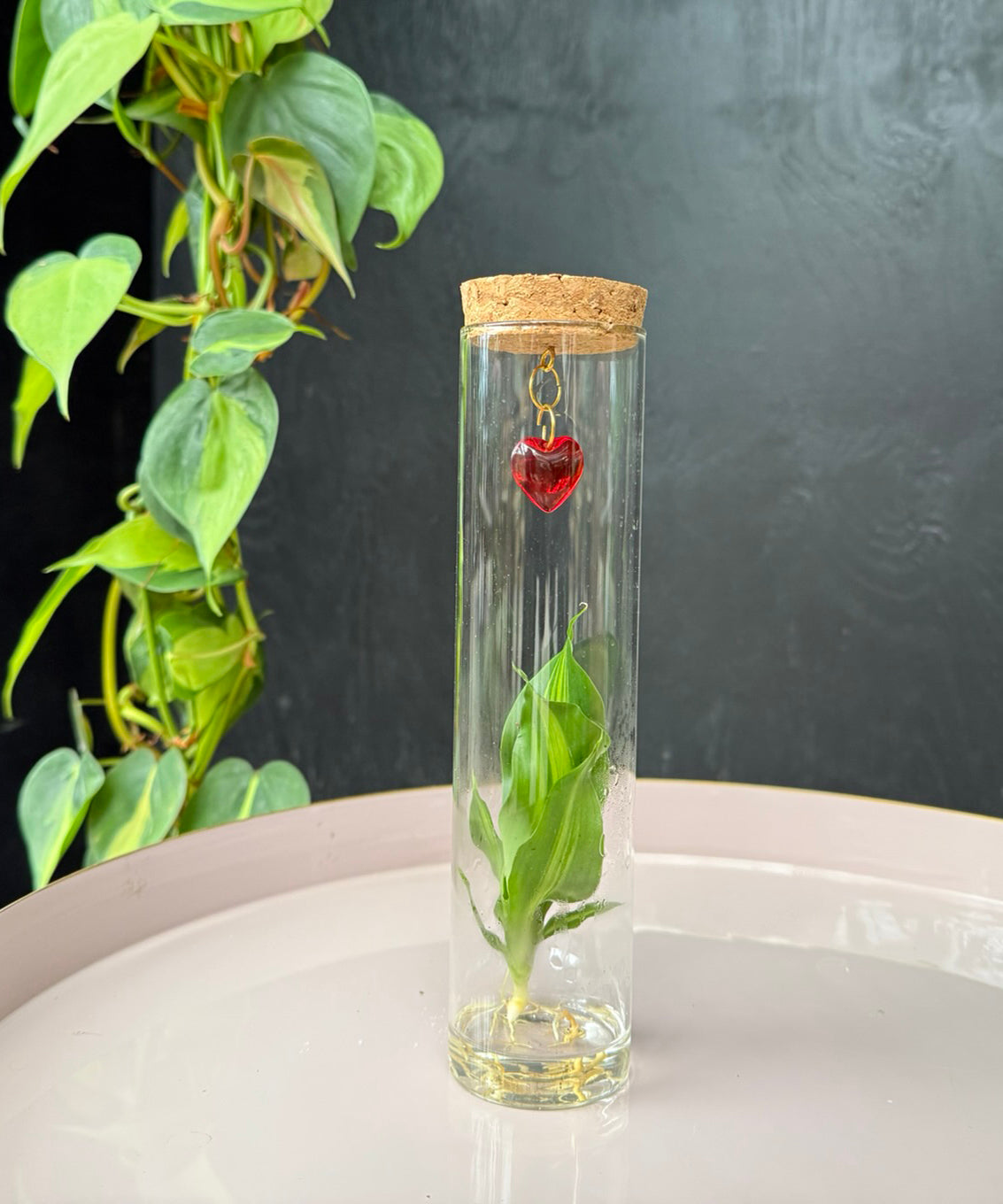 Valentijn Tube – speciale editie | Tubes | plant in glas | stek naar keuze | per stuk