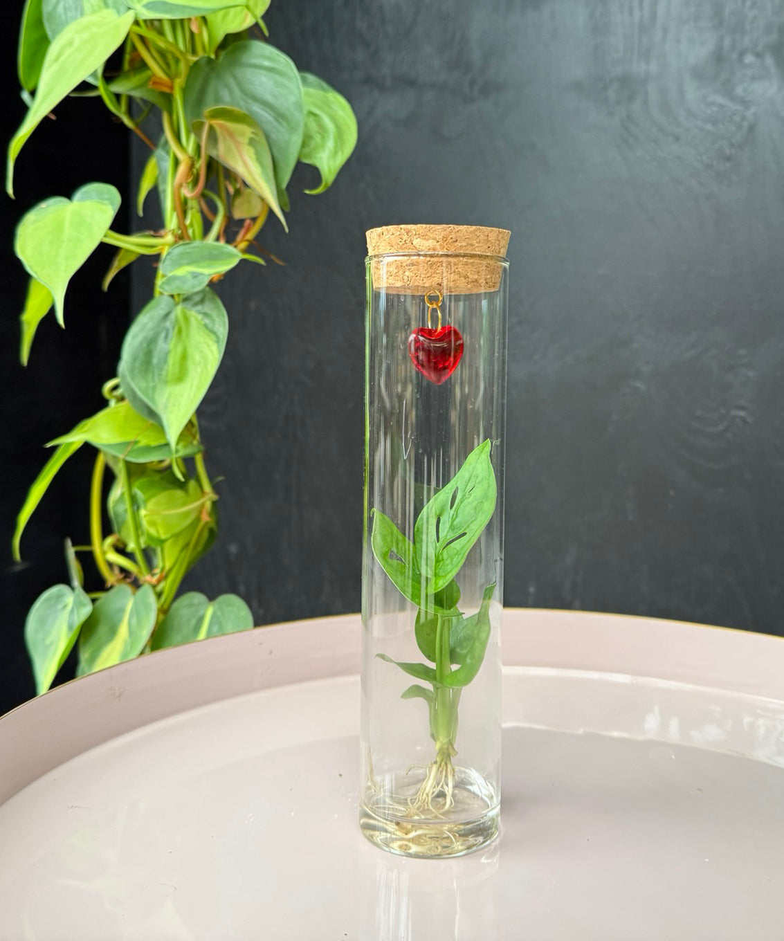 Valentijn Tube – speciale editie | Tubes | plant in glas | stek naar keuze | per stuk