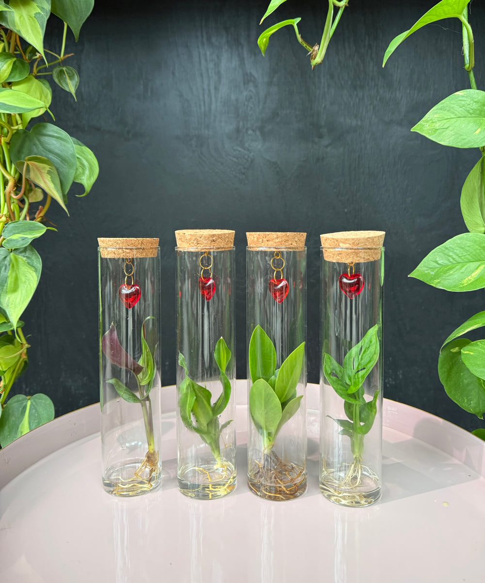 Valentijn Tube – speciale editie | Tubes | plant in glas | stek naar keuze | per stuk