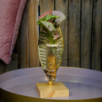 Verona Syngonium Hydroponie