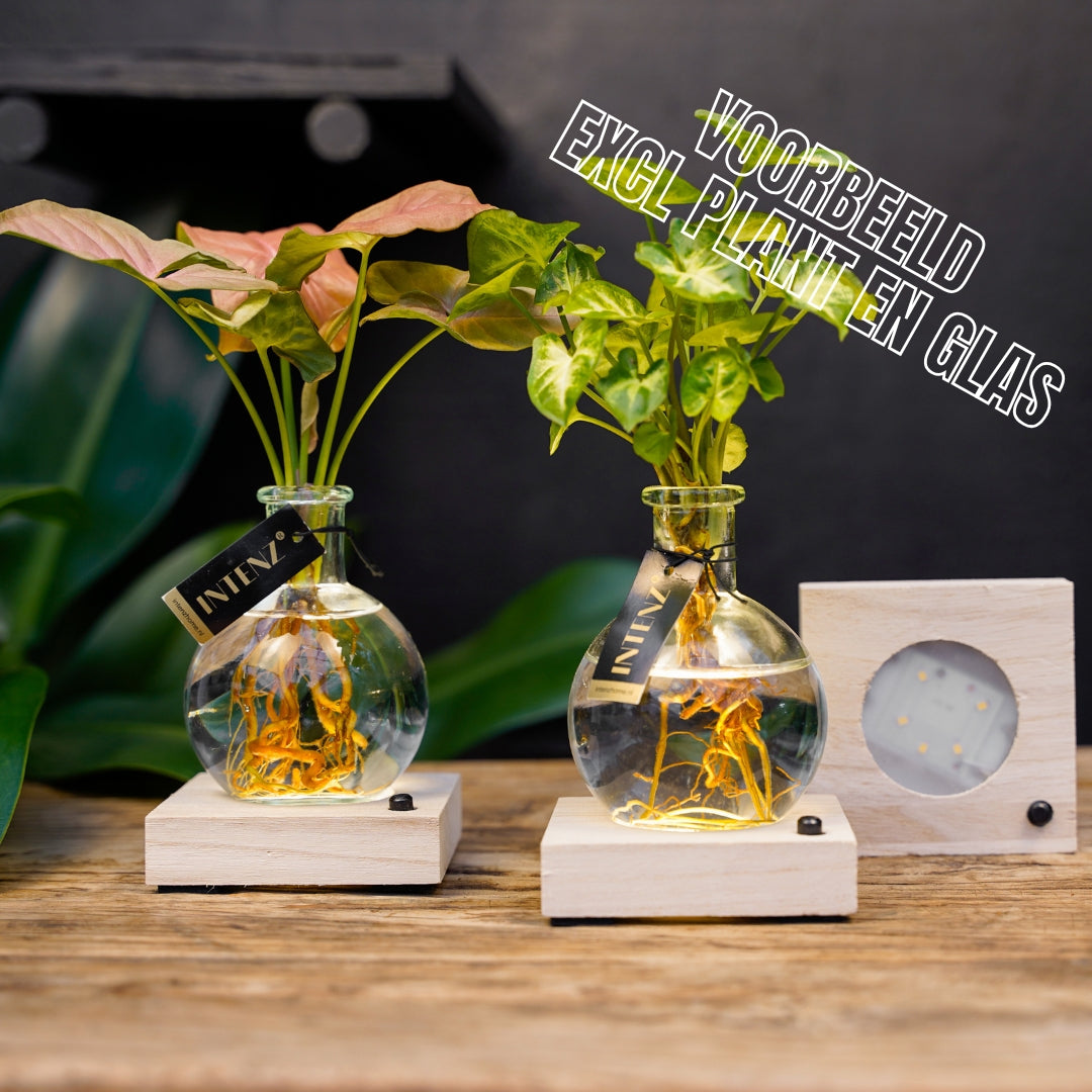 Led verlichting klein | Formaat 9x9cm | Hydroponie | Kamerplant accessoire