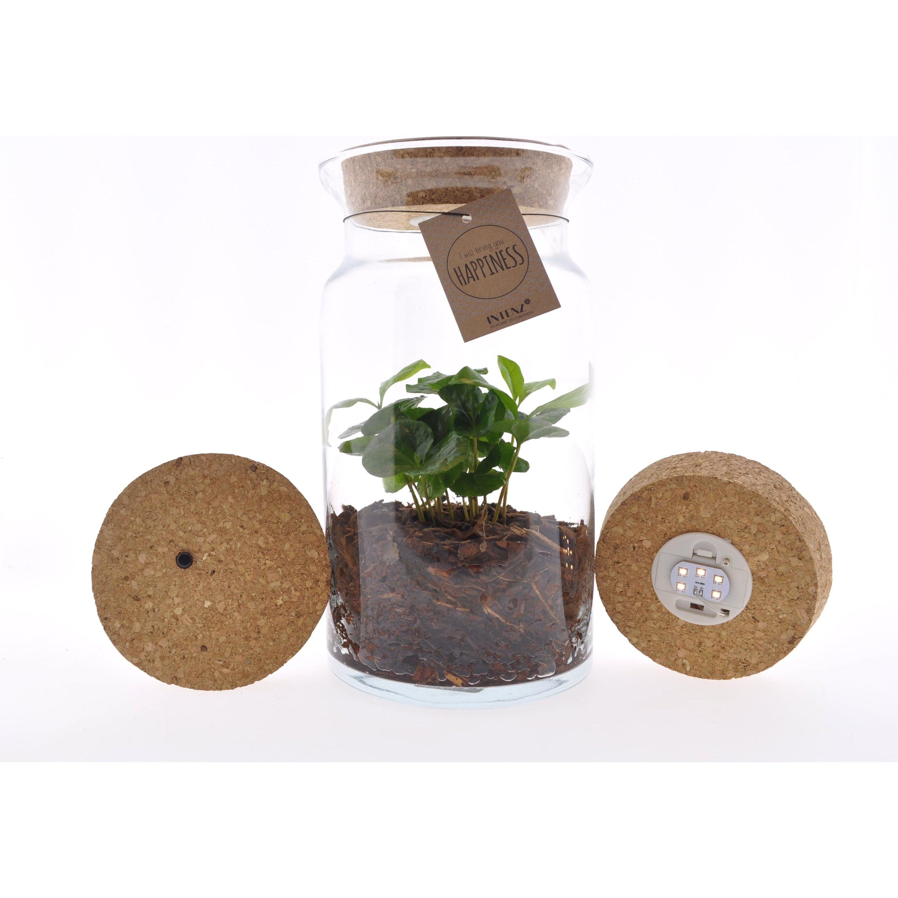 Coffea Arabica in Luma Flora glas