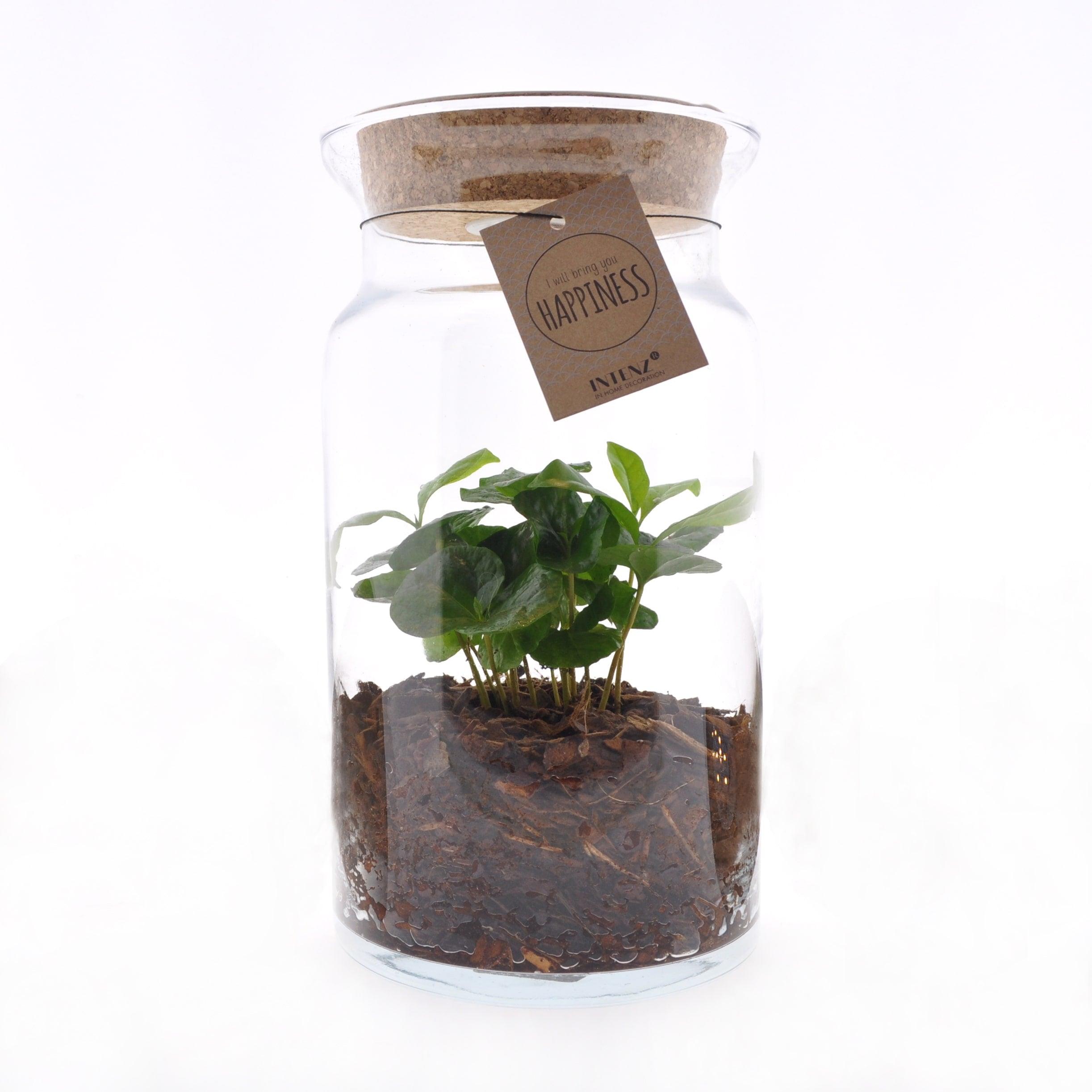 Coffea in glazen pot