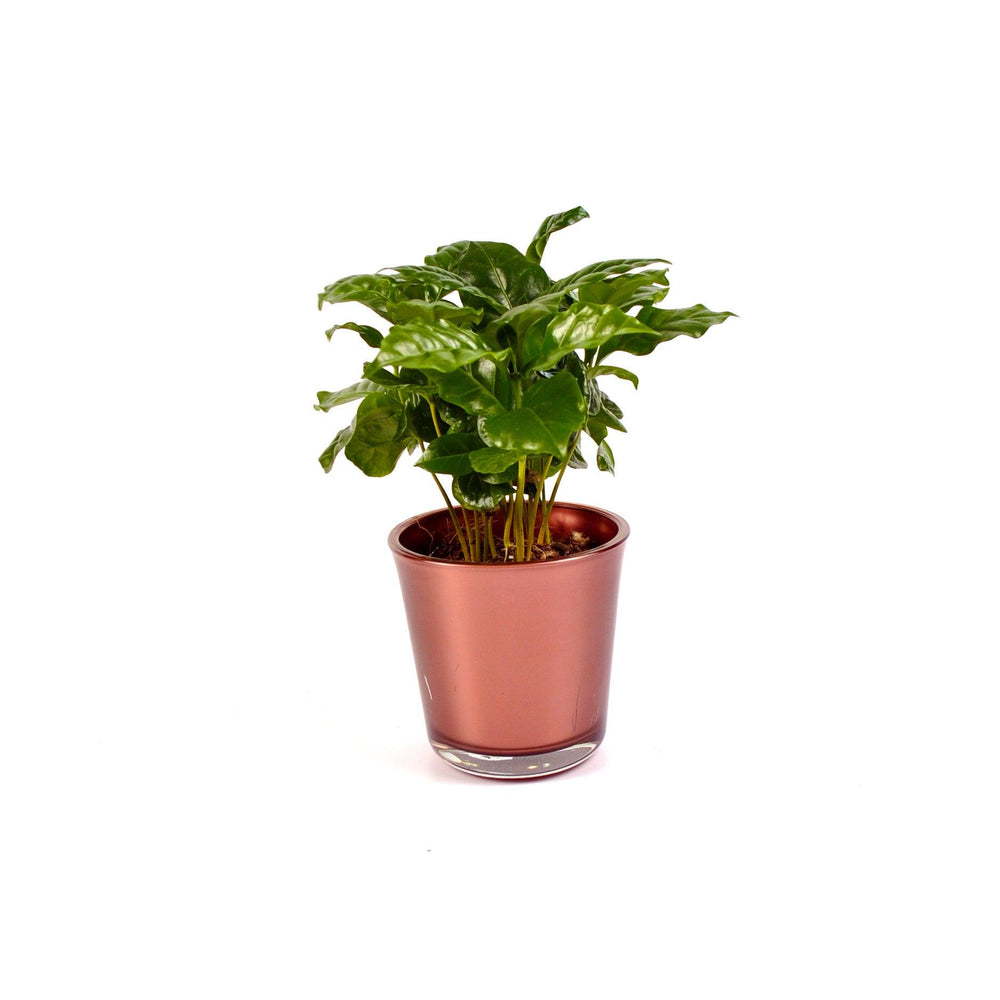 Coffea Arabica koffieplant