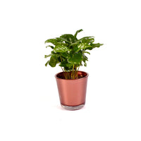 Coffea Arabica koffieplant