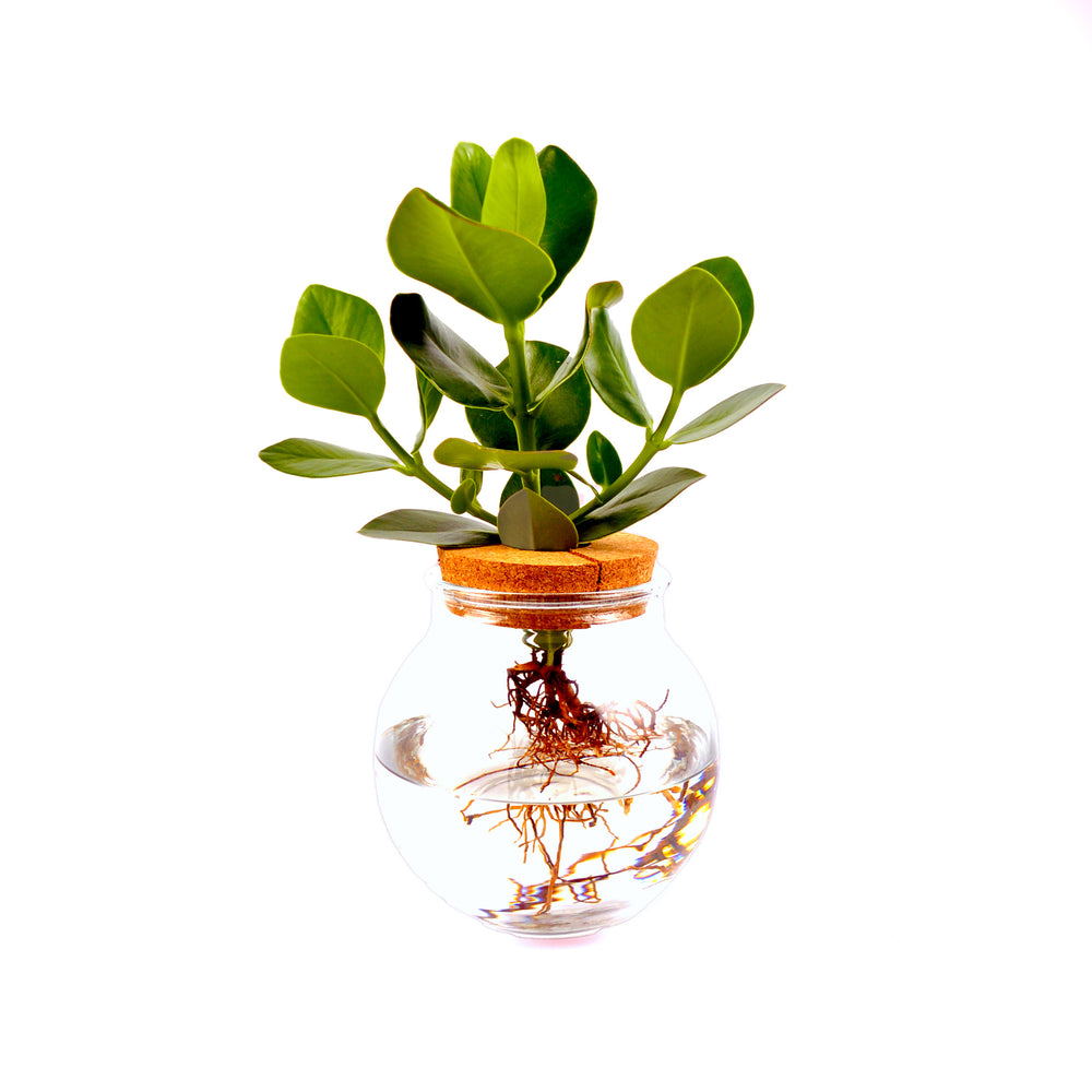 Convex glass | Clusia rosea | Hydroponics | Mangrove