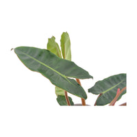 Philodendron Billietiae blad
