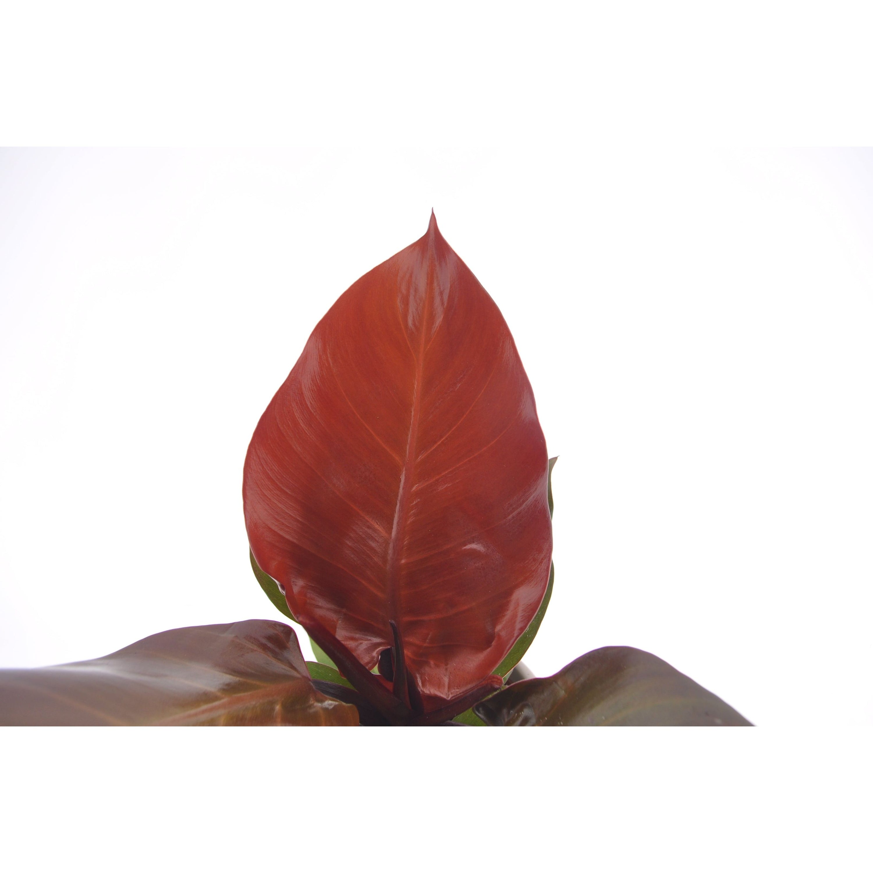 Philodendron Sonnenlicht | 30cm | inkl. weißem Keramiktopf | Dschungel