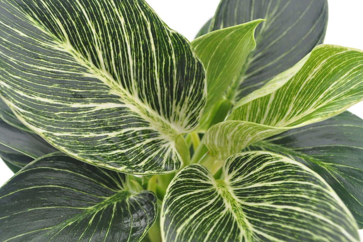Philodendron White Wave
